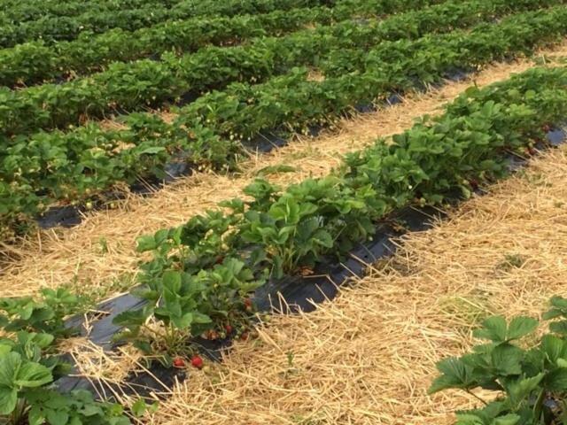 مبيت وإفطار Saint-Pol-sur-Ternoise La Ferme Du Bois Quesnoy المظهر الخارجي الصورة
