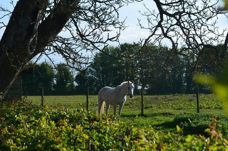 مبيت وإفطار Saint-Pol-sur-Ternoise La Ferme Du Bois Quesnoy المظهر الخارجي الصورة